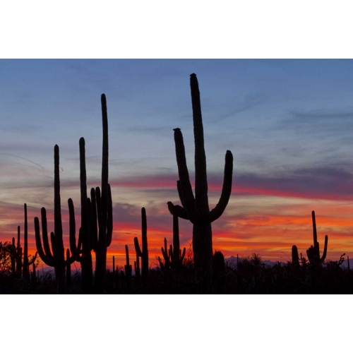 AZ, Sonoran Desert Saguaro cacti and sunset